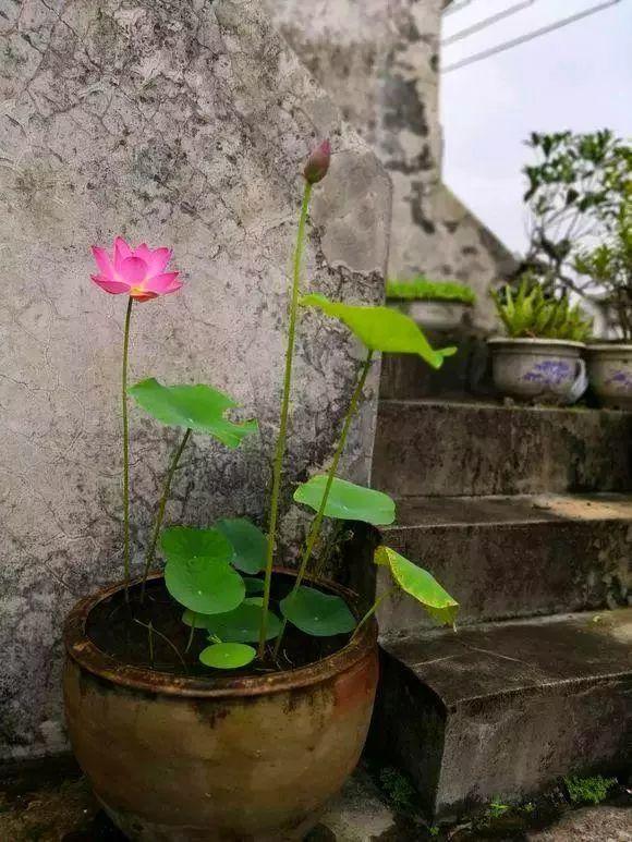 30斤的大水缸,拿来养花成宝贝,怪不得都抢着要