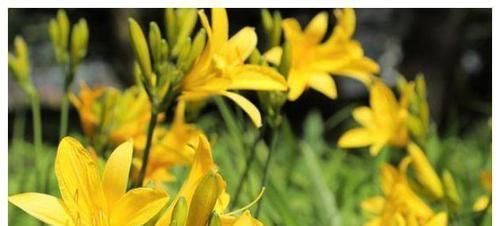 滋补身体|每天要坚持吃健康食物,延缓衰老,滋补身体,好处多多!