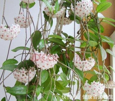 六月养球兰有“三怕”,难怪一直长叶不开花,甚至容易烂根萎蔫!