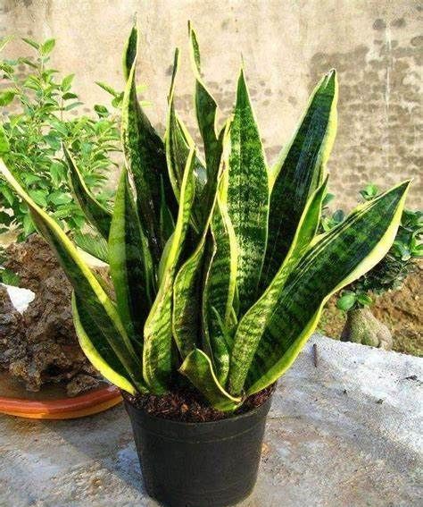 养花试试这几款,看似还未休眠却不能不加节制地浇水和施肥