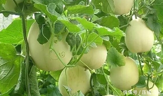 终于|“一个香瓜十副药”是什么意思?看完终于明白了