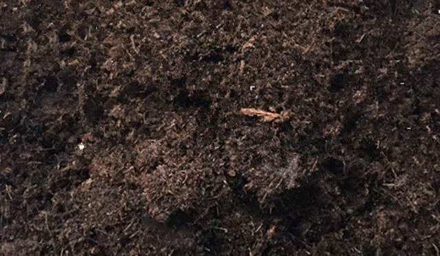 养花25年,就认准了这种土,十年不换盆都啥事没有!