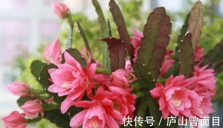 技巧|羊粪真是好,养花种菜少不了,要想用它来种花,使用技巧要知道