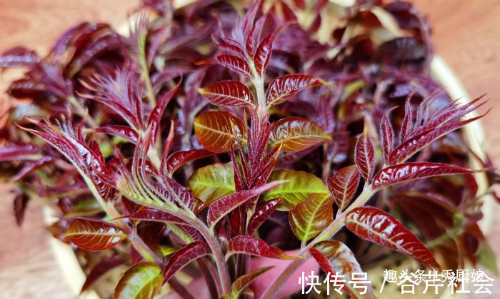 植物蛋白|买香椿,分清“红叶”和“绿叶”,口感差别大,弄懂再买不浪费钱