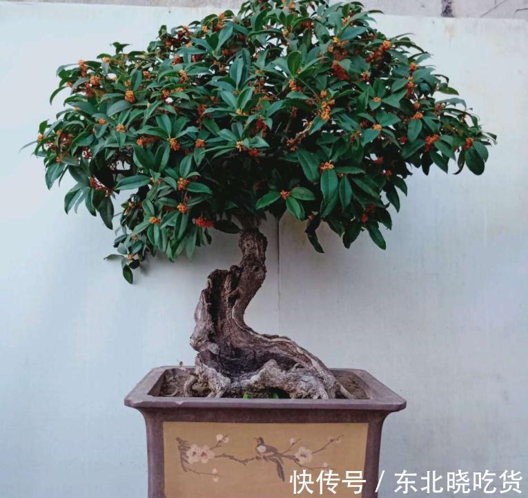 六种“长寿花”,越老越值钱,花开富贵,越养越精贵