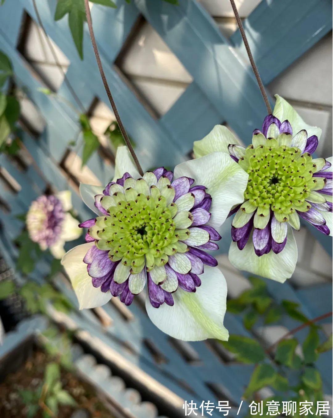 花园三宝|出了名的“花园三宝”，能养好的，绝对是高手