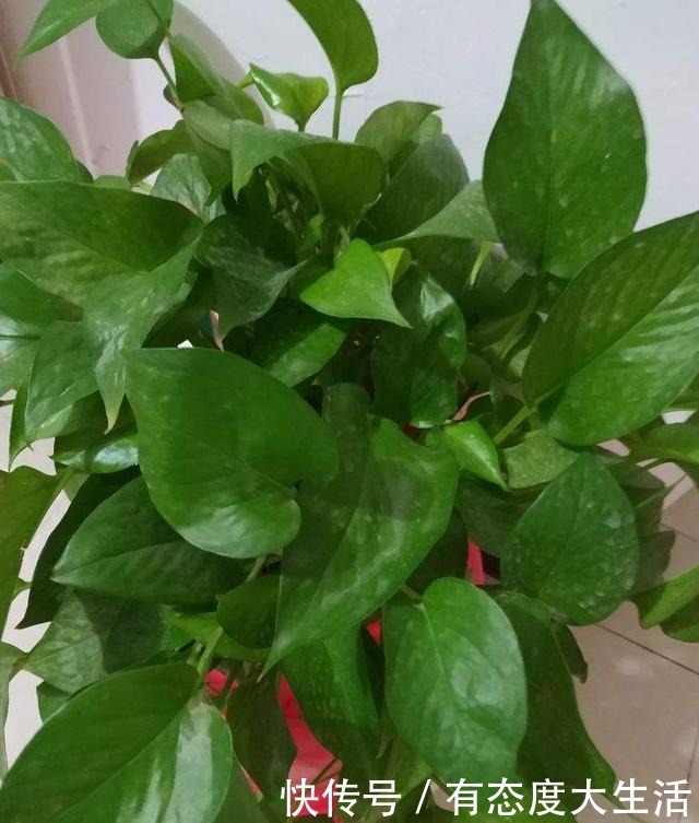 4种花,现在赶紧施肥,否则一年都不开花!