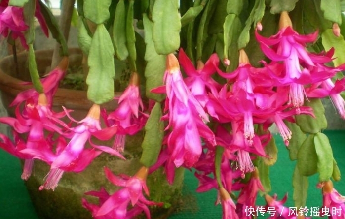 年宵花要选对,4个品种漂亮且好养,将它养好,室内才能多点春意