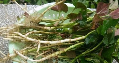 睡眠质量|聪明的人喜欢吃3种食物，秋天补充营养，延缓衰老，爱吃就赚了！