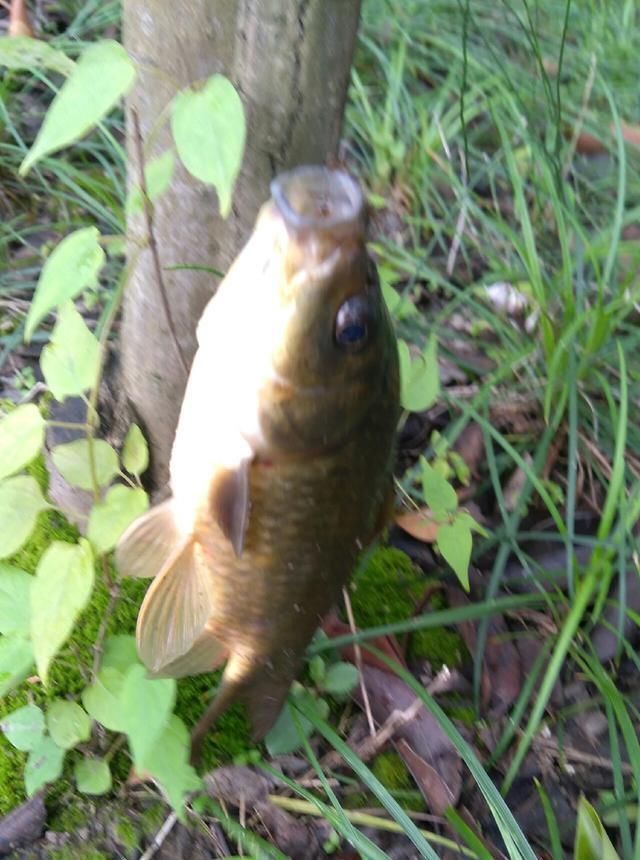 浮漂|野钓小技巧浮漂做一个小改动,惊鱼几率大降