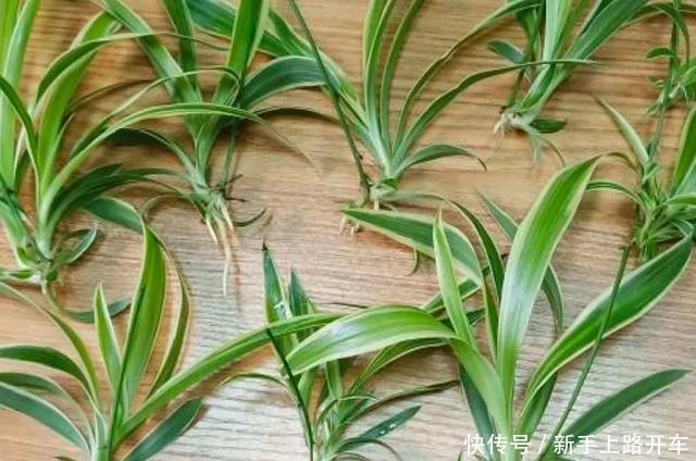 8种花换盆,换好了生一堆,换错立马死!8种花换盆,换好了生一堆,换错立马死!