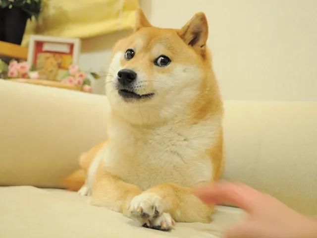 Doge|Doge又又又死了？神烦狗为何反复去世？