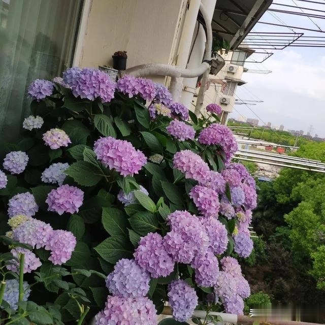 圆滚滚的绣球,瀑布般的花墙,这届花友也太会种花了吧