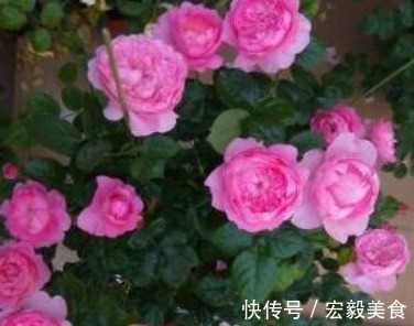 养花|栀子花、茉莉花、都爱喝“1种液体”,用后叶子绿、开花旺