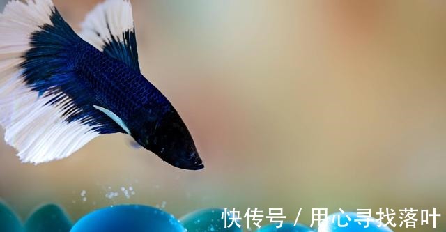 鱼缸|斗鱼换水的正确方法!