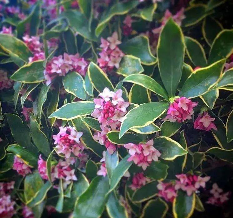 春天买花要认清，别买这些“休眠花”，买了也养不好，白花一笔钱