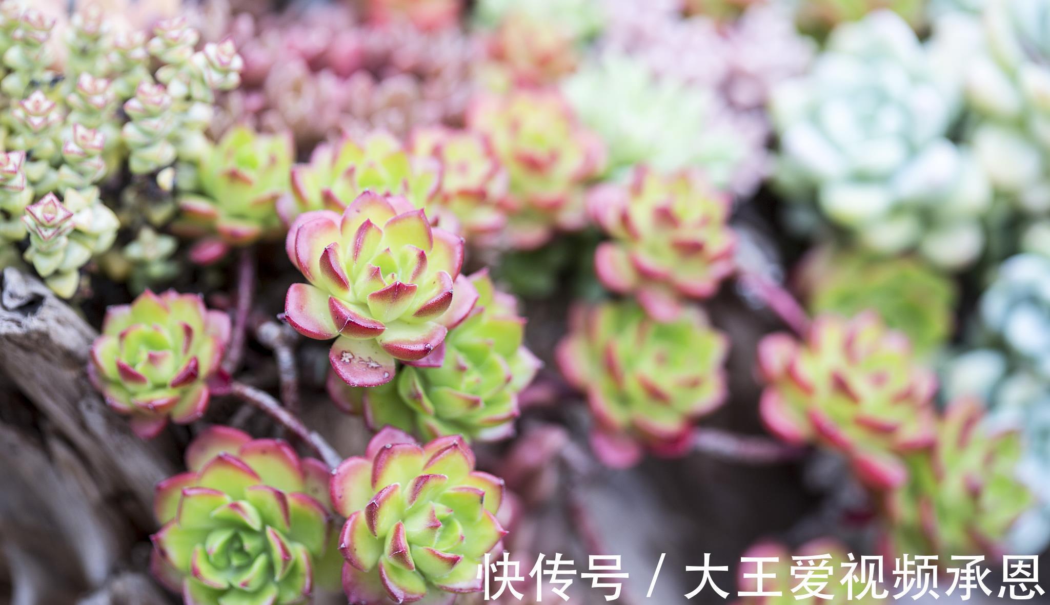 根系|四种花喜干不喜湿，什么时候也不能浇水太频繁，要学会懒养