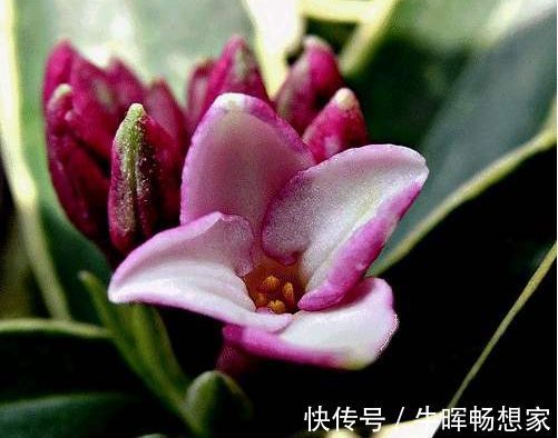 喜欢菊花，就养盆“冰心再抱”，花开如仙女舞裙，端庄典雅！