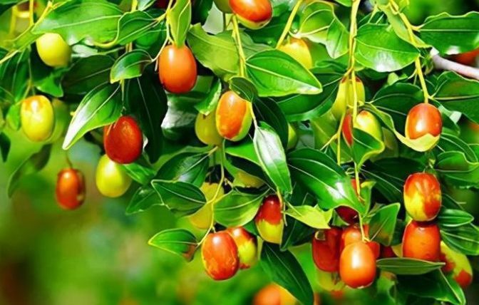 发财果|孩子希望自己拥有健康好身体,经常吃3种长寿果,寓意寿比南山