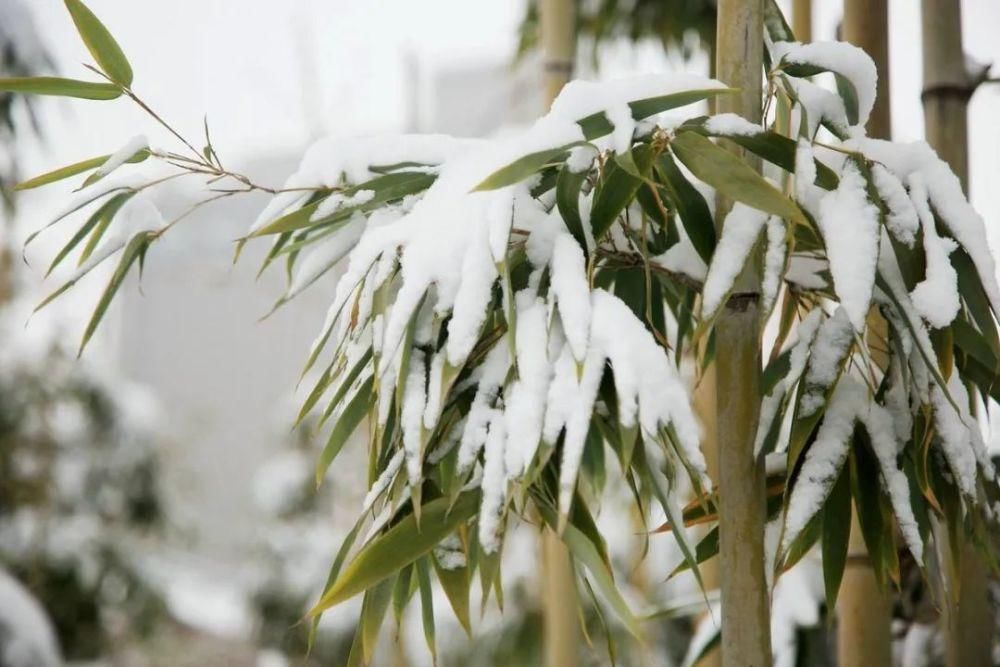  冬日|雪中竹，就是最美的冬日风景！