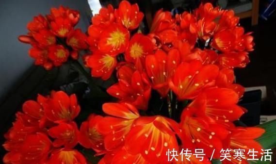 她把君子兰的叶子全都剪光光了,没想到君子兰越长越好