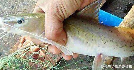 芝麻|此鱼自带“芝麻香”,被誉为“淡水之王”,因长得像鲶鱼遭嫌弃