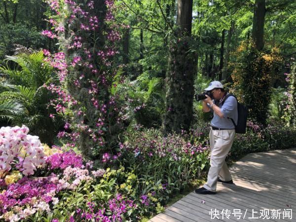 畅游|30个旅游团1500余人畅游花博园，游客评价：“整体而言是场视觉盛宴”