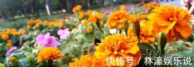 花蕊|喜欢菊花那就养盆“万寿菊”,金黄花蕊,青春阳光,美极了!