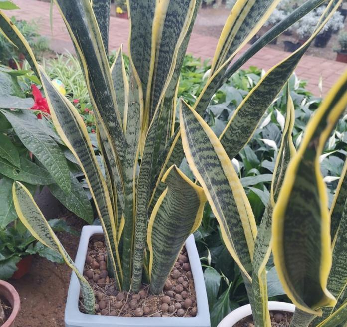 虎皮兰天冷不好养?错了,把控好这4点,谁都能养得爆盆