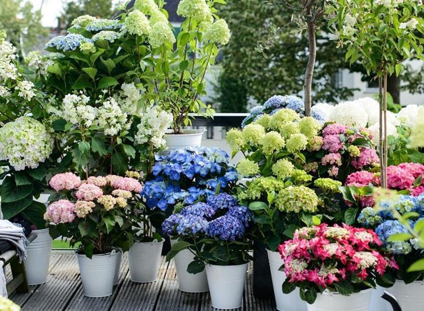 营养物质|夏季养殖绣球花,怕花大压弯枝头?学会这几招,植株不倒伏