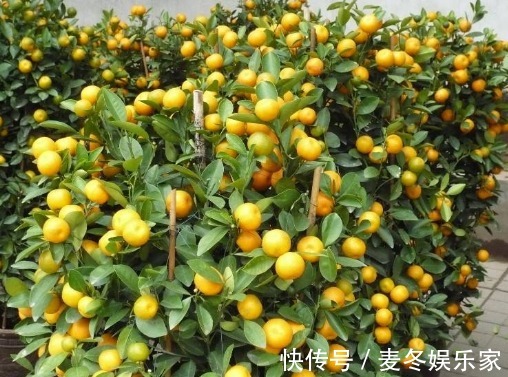 金桔|女人想要不显老,三种食物要多吃,滋润皮肤,皮肤越来越细腻