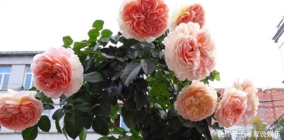 妩媚动人|新手养护花卉,不如养盆花中精品,妩媚动人,观赏性高的花卉!