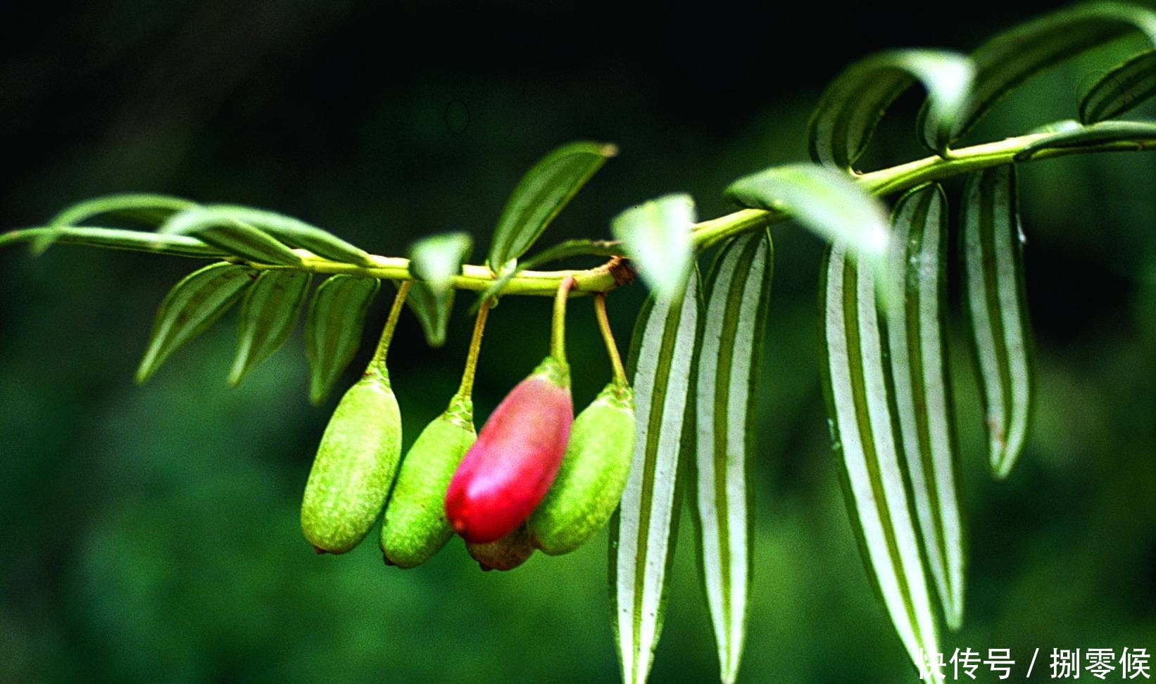 不仅仅是人,植物也会出现这种情况,适当补充植物状态更佳