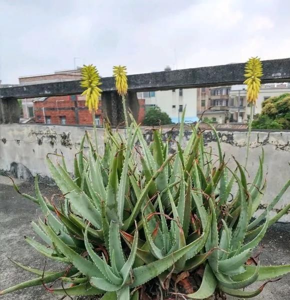 10年芦荟老桩,做成盆景超级好看,观赏价值特别高