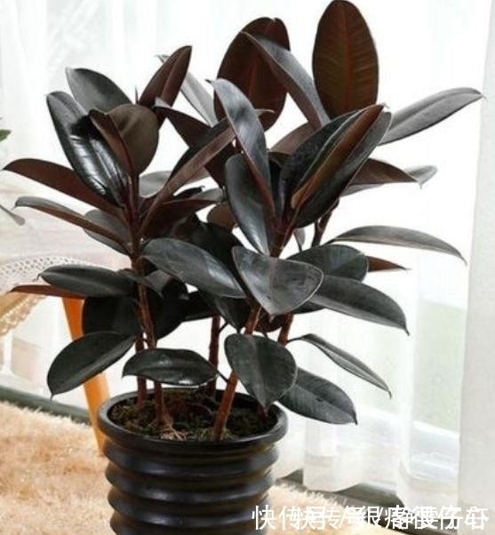 盆栽|养花就养4种花,好养易活不招虫,养在哪里都爆盆,好运到来