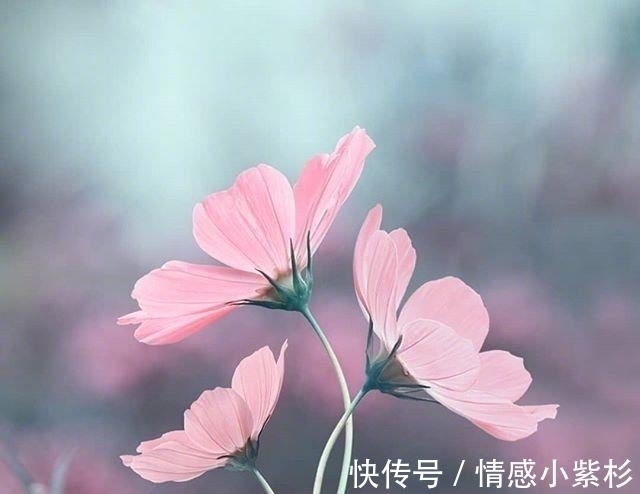 好的孤独!看到内心都发颤的话,句句精品,道尽人生百态!