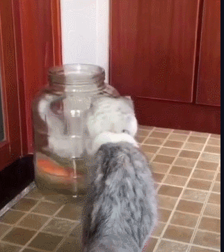 |小白猫跳罐子里抓鱼,灰猫在一边看笑话,网友:看热闹不嫌事大!