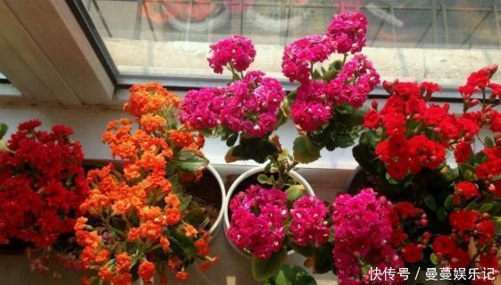 花盆|长寿花盆栽选重瓣品种，这么养护，谁能不喜欢！