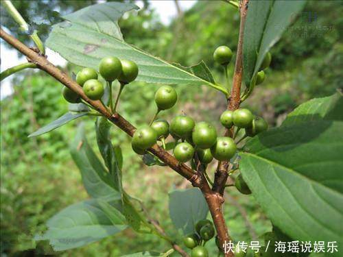 農(nóng)村爛在地里沒人吃的野果,城里人卻當(dāng)成寶,有的直呼買不起