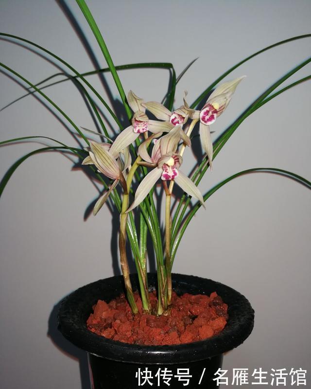 建兰|知道兰花有多少个兰花一共有7个种类,知道你养的那种吗