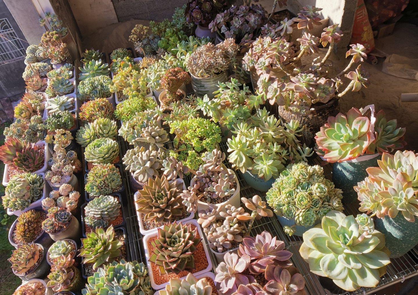 花芽|多肉长势差，这“三位置”剪一剪，“夏不黑腐”株型紧凑又好看