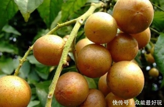 却少|南方这种小果子,既是水果又可入药,润肺止咳比梨好,却少有人知