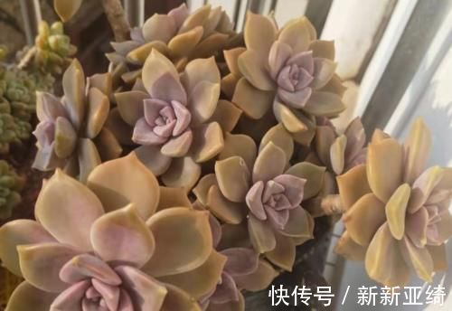 冻死|温度到零下多肉就会冻死?不一定,影响它们耐冻程度的因素可多了