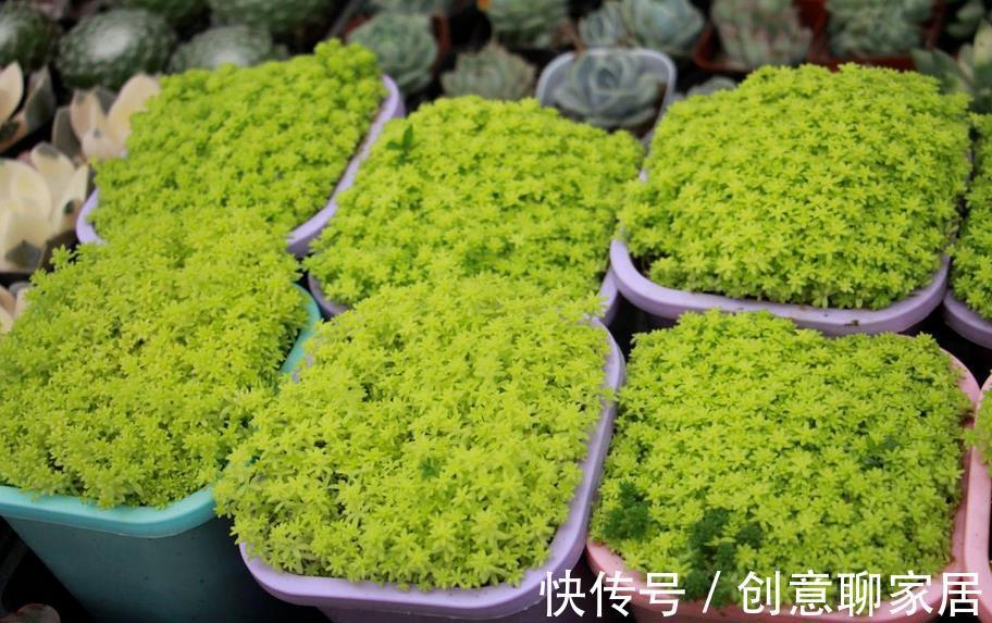 盆栽|多肉植物黄金万年草的基础盆栽要领：一般分为3点