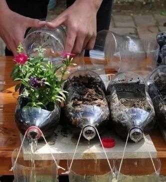 植物|没地种花种菜,没时间浇水几个塑料瓶就能解决,DIY变废为宝