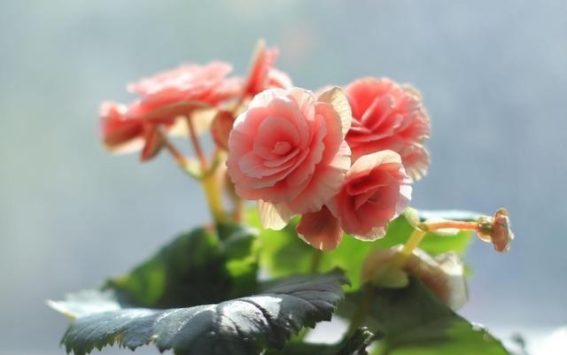 养花|老人常说:男人养花不是“娘”就是懒,你认同这句话吗?