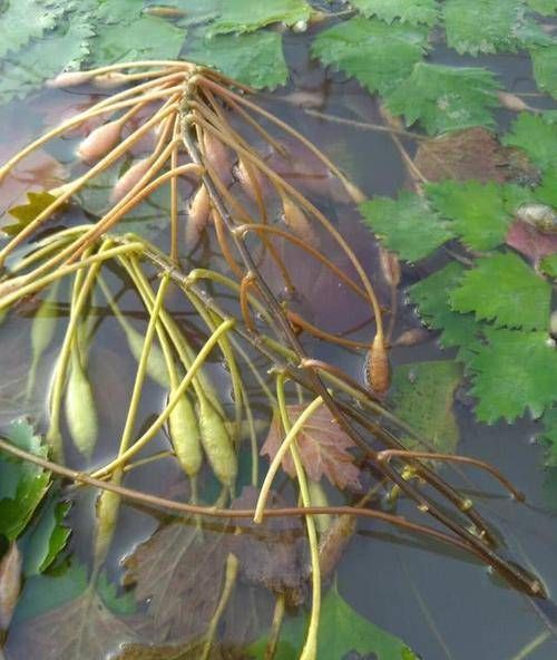 河里的这东西以前当垃圾扔掉，现在成“稀罕菜”，一斤卖到60元