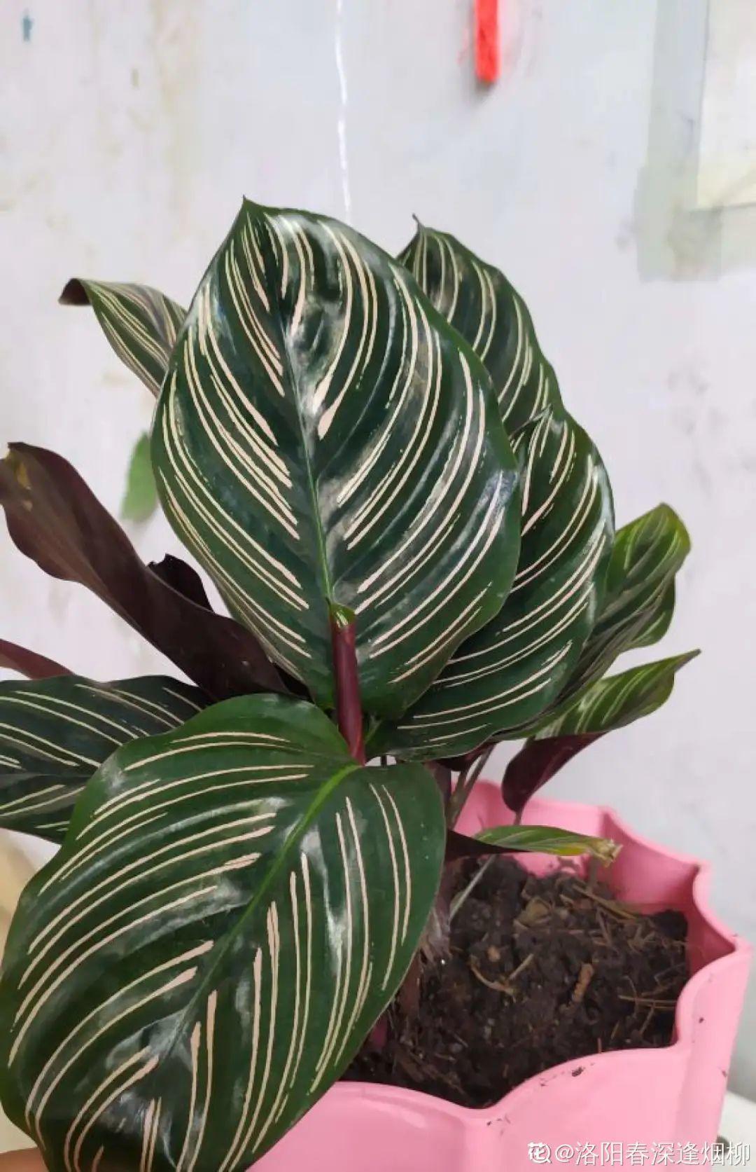 干枯|10种花特怕晒，越晒越黄叶，搬阴凉地儿才能活！