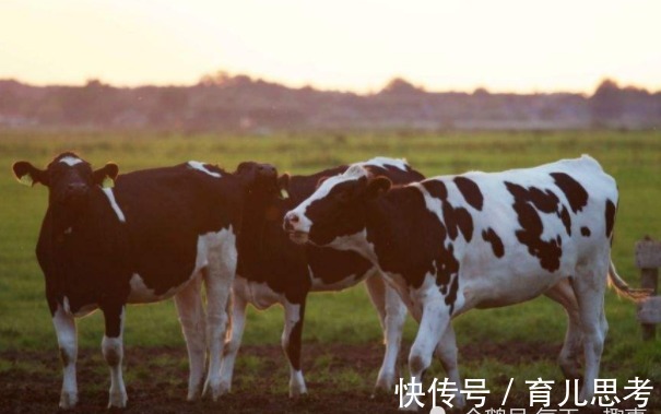 无病|“晚年没病没灾”的4生肖，子女孝顺，一生无忧不缺钱！