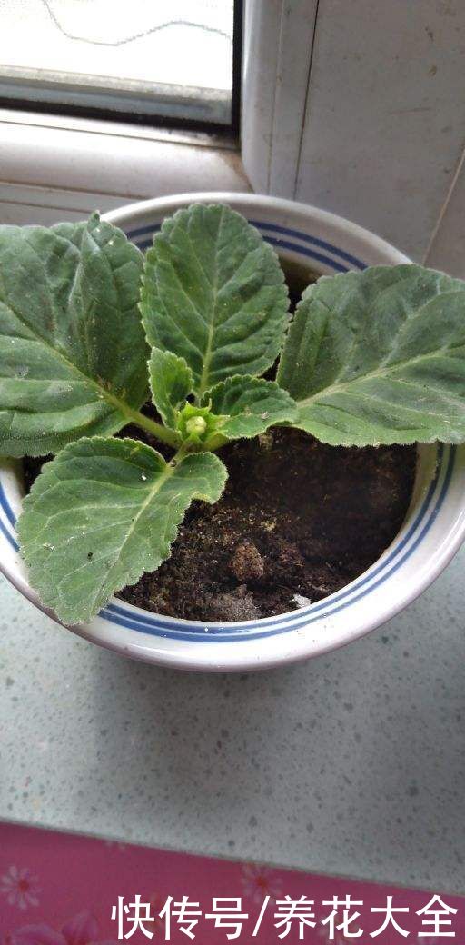 剪片叶子，放土里就能长出一盆，这4种花养到就是赚到